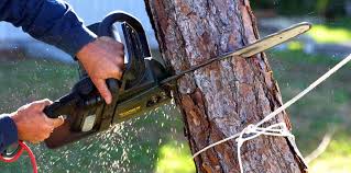 Professional Tree Removal and Landscaping Services in Broadview, IL